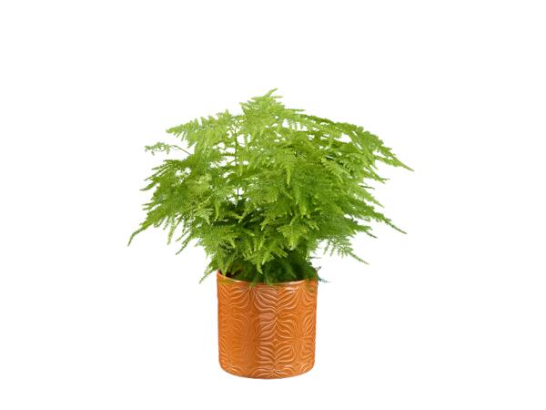Green Plants
