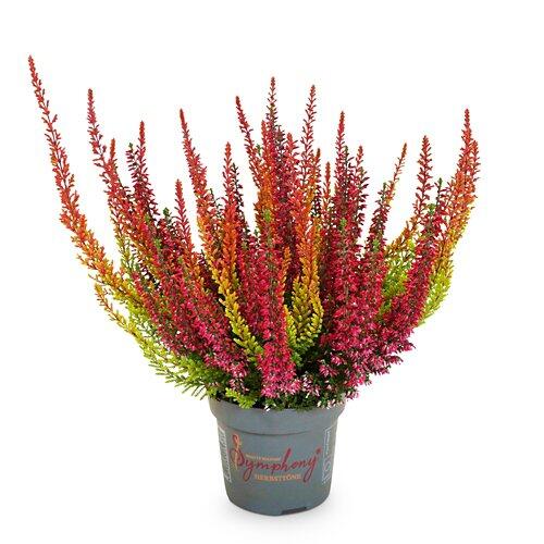 Calluna Symphony