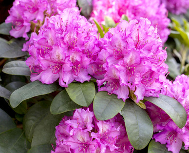 Rhododendron