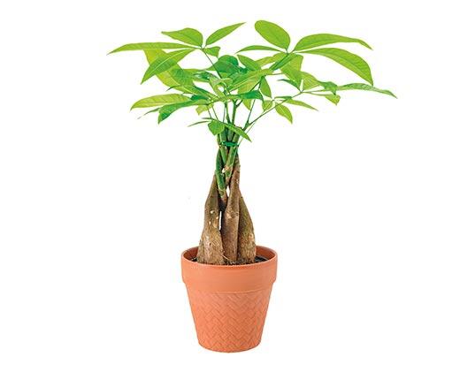 5" Money Tree