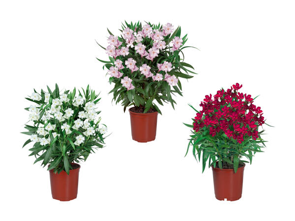Oleander