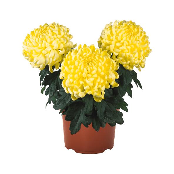 GARDENLINE(R) 				Chrysanthème grande fleur