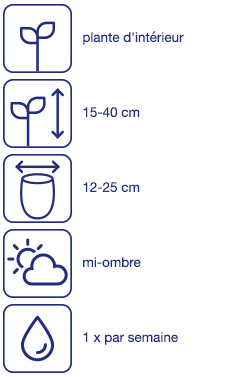 Plante d'appartement