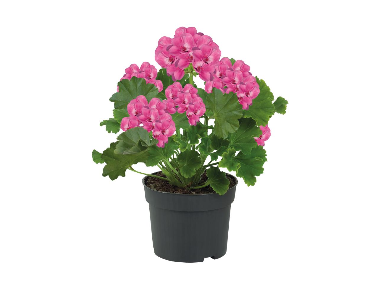 Standing Geranium1