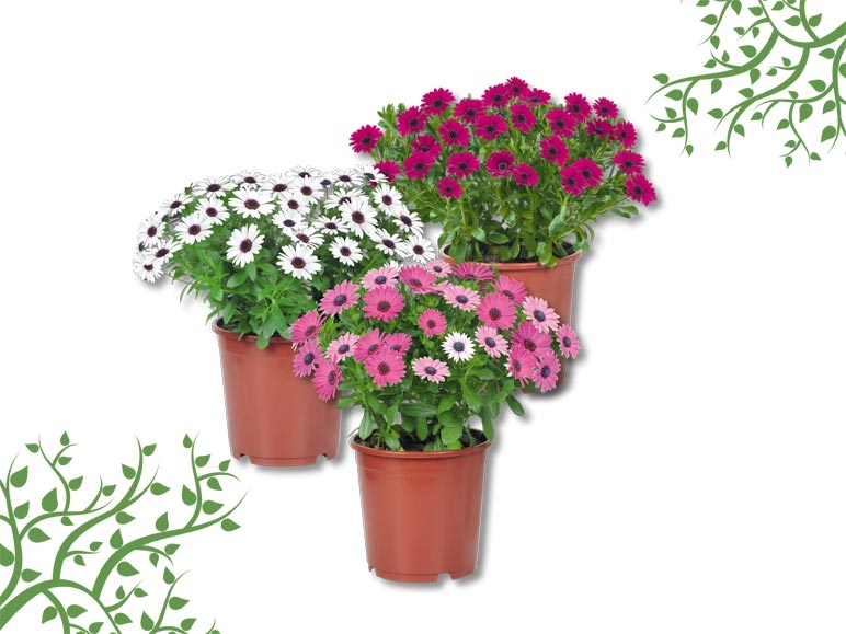 Osteospermum XXL (dès 9.6.)