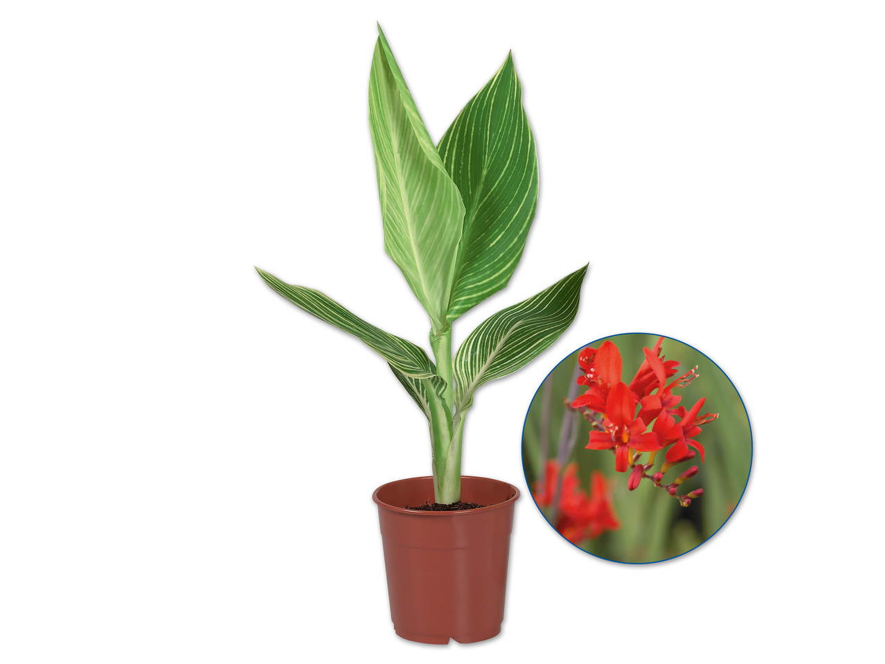 Canna Indica