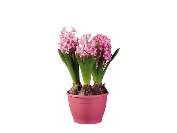 Potted Hyacinth Bulbs