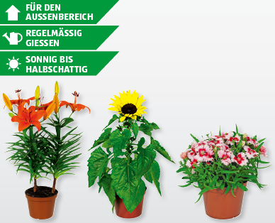 Sommerblumen