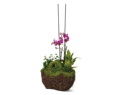 Moss Twig Basket Orchid Garden