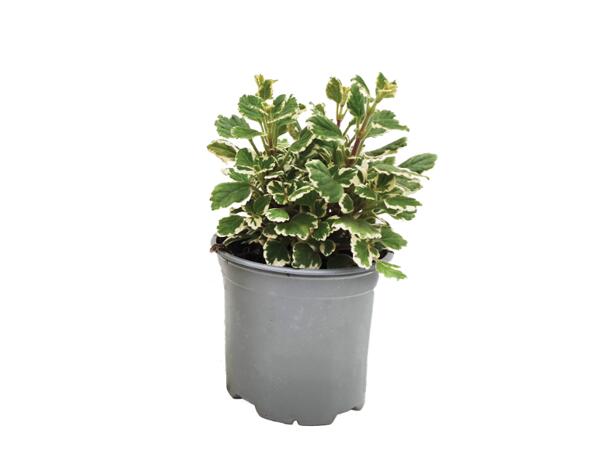 Plectranthus