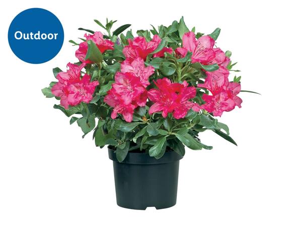 Rhododendron