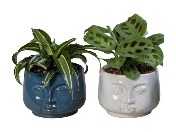 Grøn plante i keramik