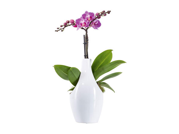 Phalaenopsis