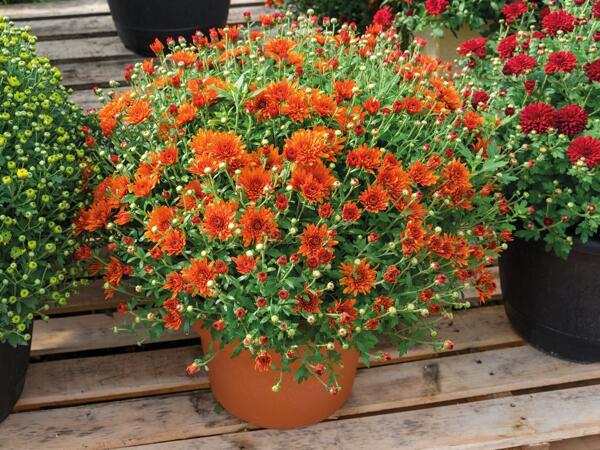 Frilandskrysantemum