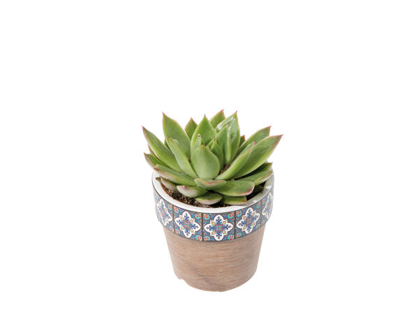 Succulent in Ceramic