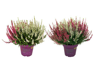 CALLUNA