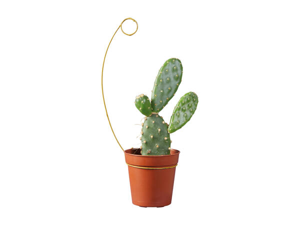 Mini Cactus