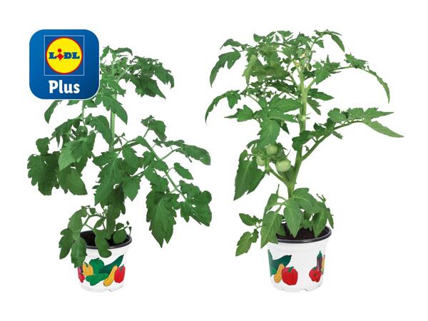 Plants de légumes