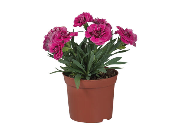 Dianthus