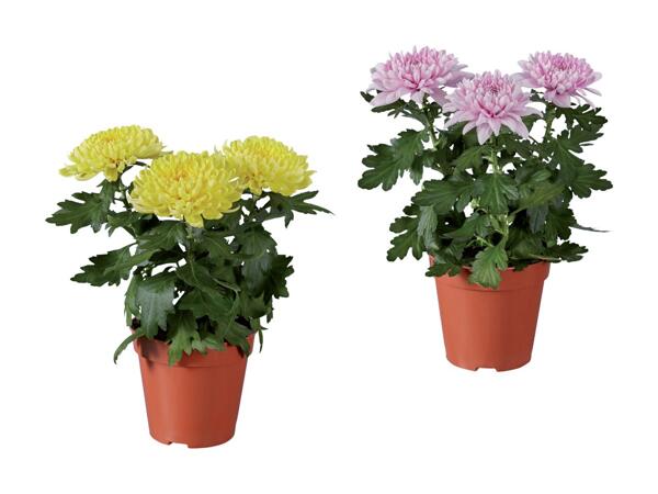 Krysantemum Zembla