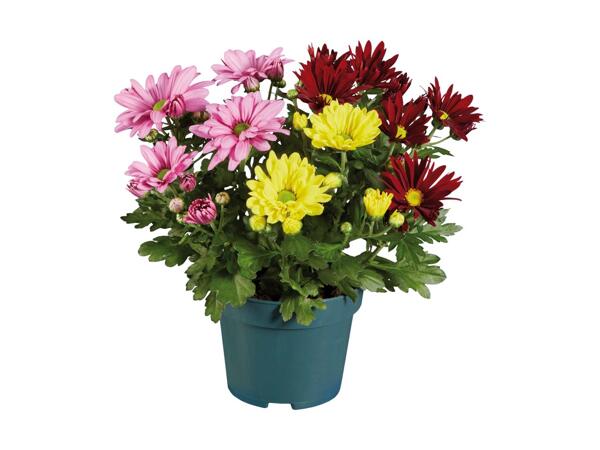 3-farvet krysantemum