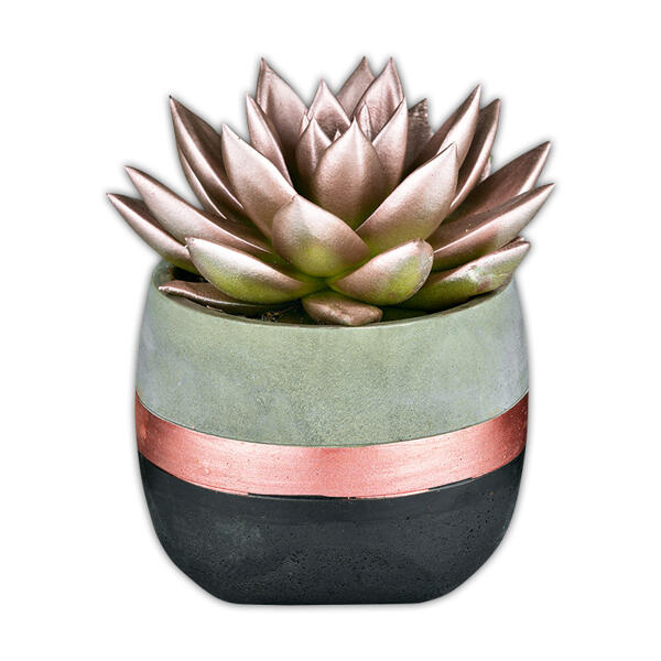 Echeveria