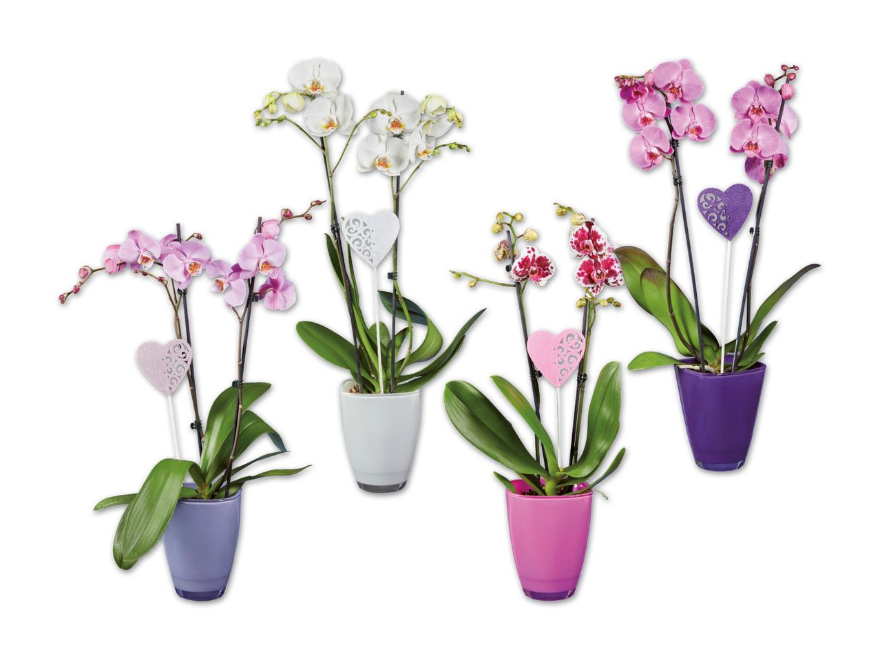Orchidee im Glasübertopf mit Stecker