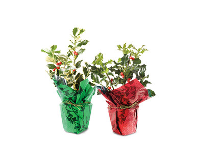 Christmas Holly