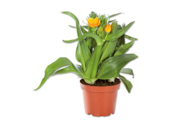 Orangefarbener Milchstern