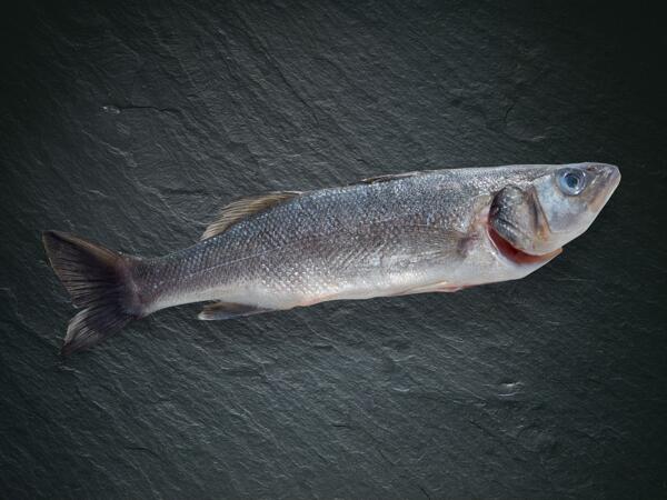 Loup de mer bio