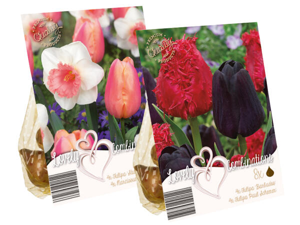 Frühjahrsblumenzwiebel Mix Farbkombination