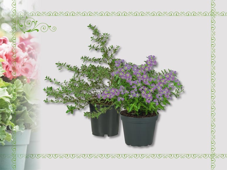 Plantes à floraison précoce (dès 14.4.)