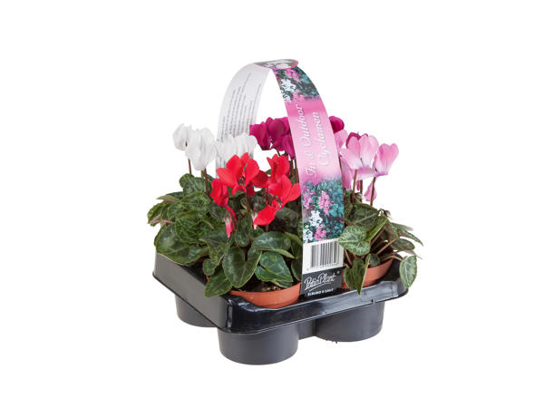 British Cyclamen