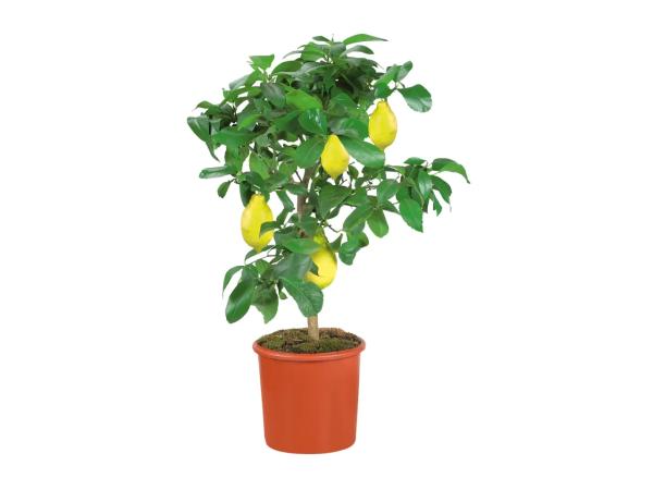 Large Citrus Plants