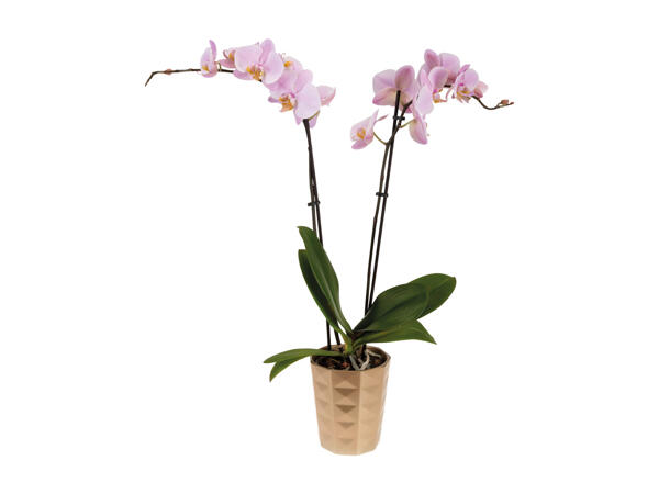Phalaenopsis, 2 Stems