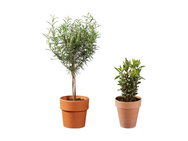 Arbustes aromatiques italiens