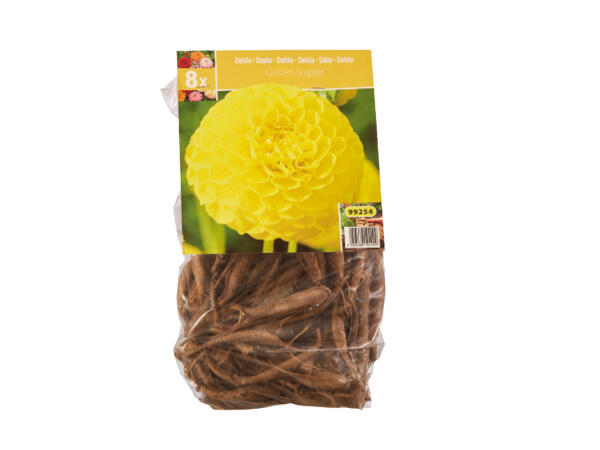 Dahlia Bulbs