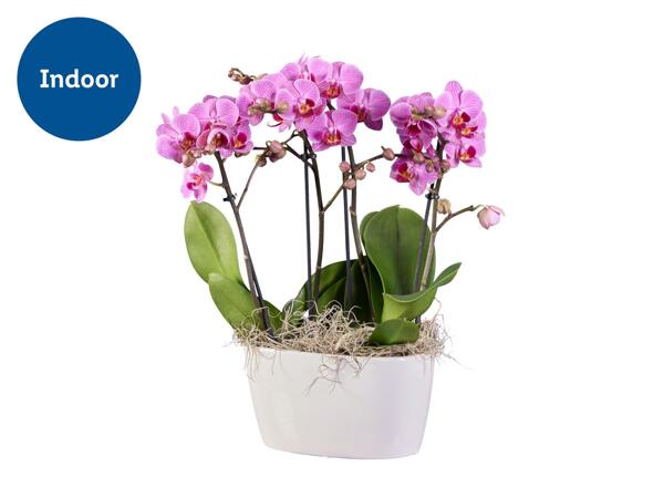 Deluxe Orchid in Ceramic Pot