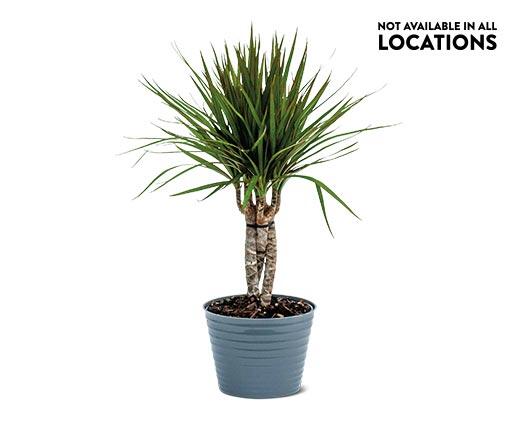 6" Foliage Assorted Varieties