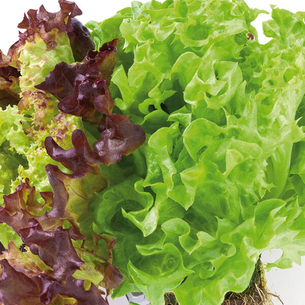 Bio-Salat