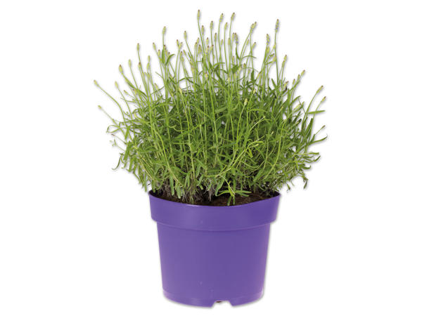Lavendel angustifolia