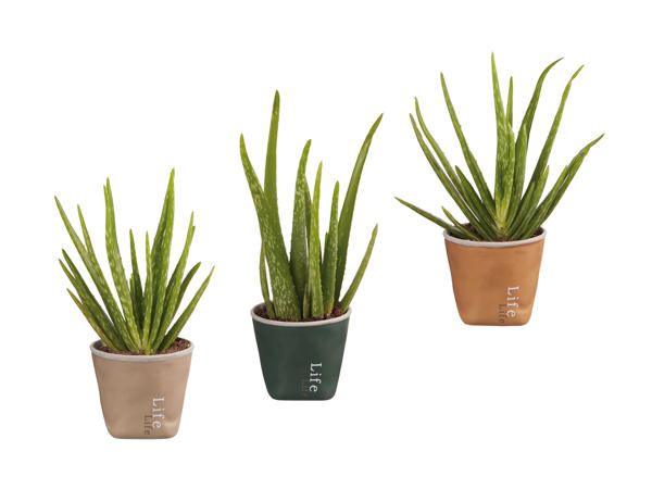 Aloe Vera "Lifestyle"