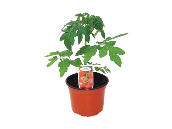 Tomato Plant