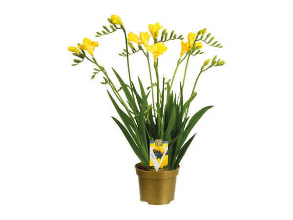 Freesia