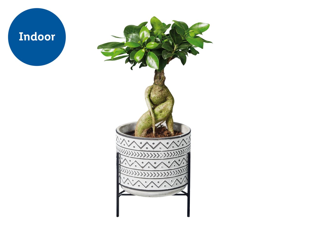 Easy Care Houseplants
