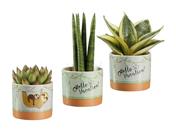 Plante "Easy Care" design paresseux