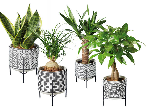 Easy Care Pflanzen in Keramik mit Metallgestell