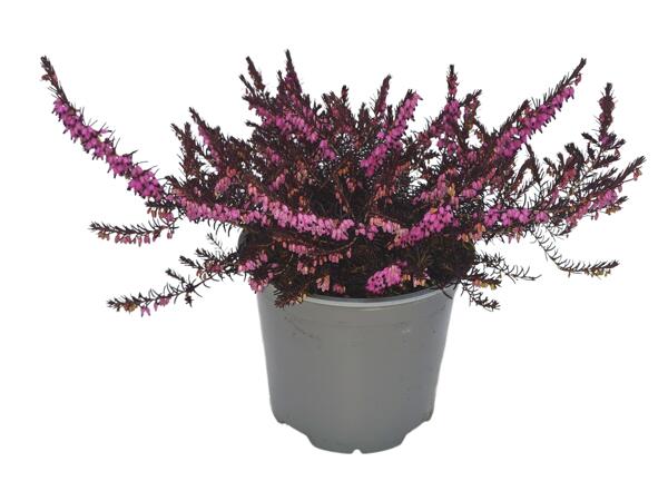 Large Irish Flowering Heather