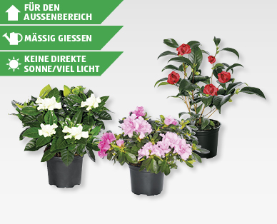GARDENLINE(R) Blühmix exklusiv