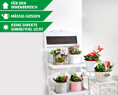 GARDENLINE(R) Bepflanztes Arrangement